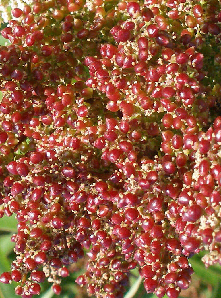 Image of laurel sumac