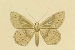 Image of Scopula guancharia Alphéraky 1889