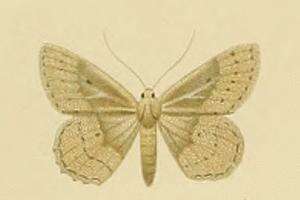 Image of Scopula guancharia Alphéraky 1889