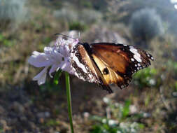 Image of Danaus petilia