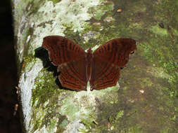 Image of Junonia gregorii