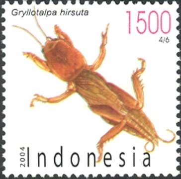 Image of Gryllotalpa