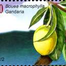 Bouea macrophylla Griff. resmi