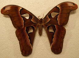 Image de Attacus crameri Felder & C. 1861