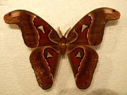 Image de Attacus crameri Felder & C. 1861