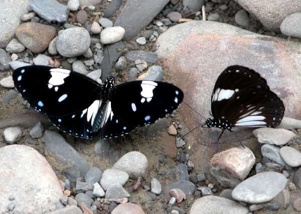 Image of Euploea radamanthus