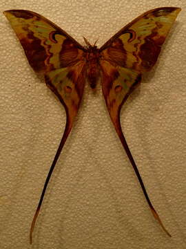 Image of Actias philippinica Nässig & Treadaway 1997