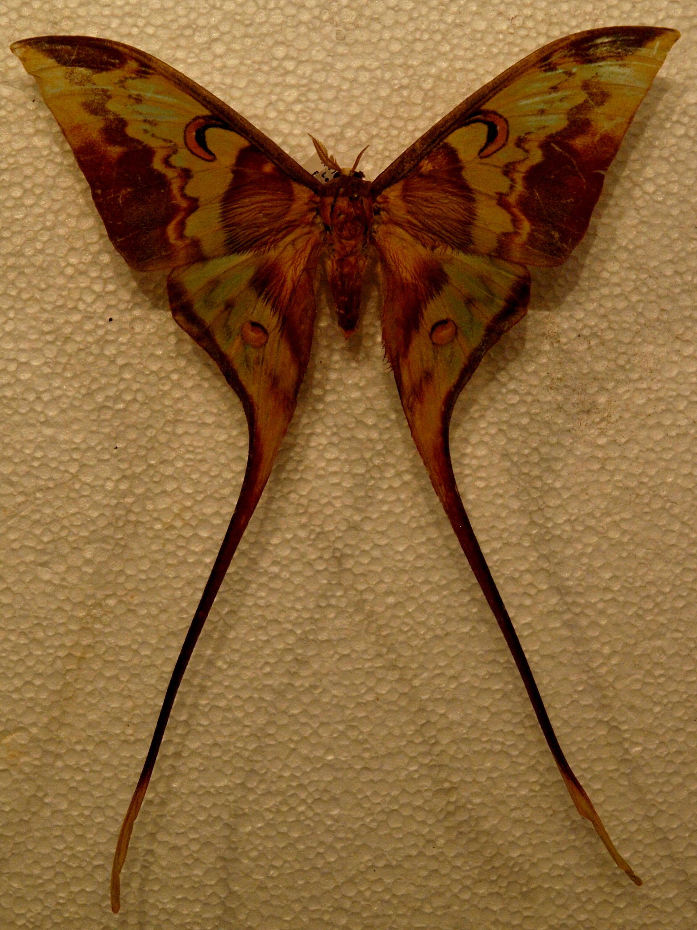 Image of Actias philippinica Nässig & Treadaway 1997