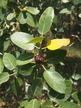 Image of Ficus opposita Miq.