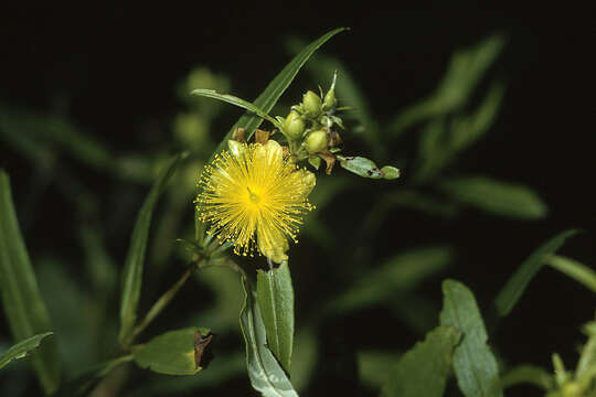 Image of shrubby St. Johnswort