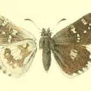 Image of Pyrgus cashmirensis Moore 1874