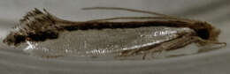 Image of Erechthias chionodira Meyrick 1880
