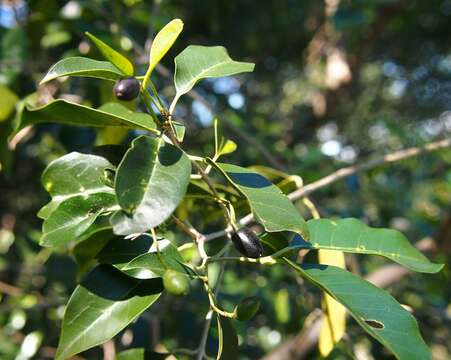 Image of Olea paniculata R. Br.