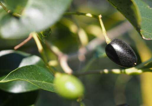 Image of Olea paniculata R. Br.