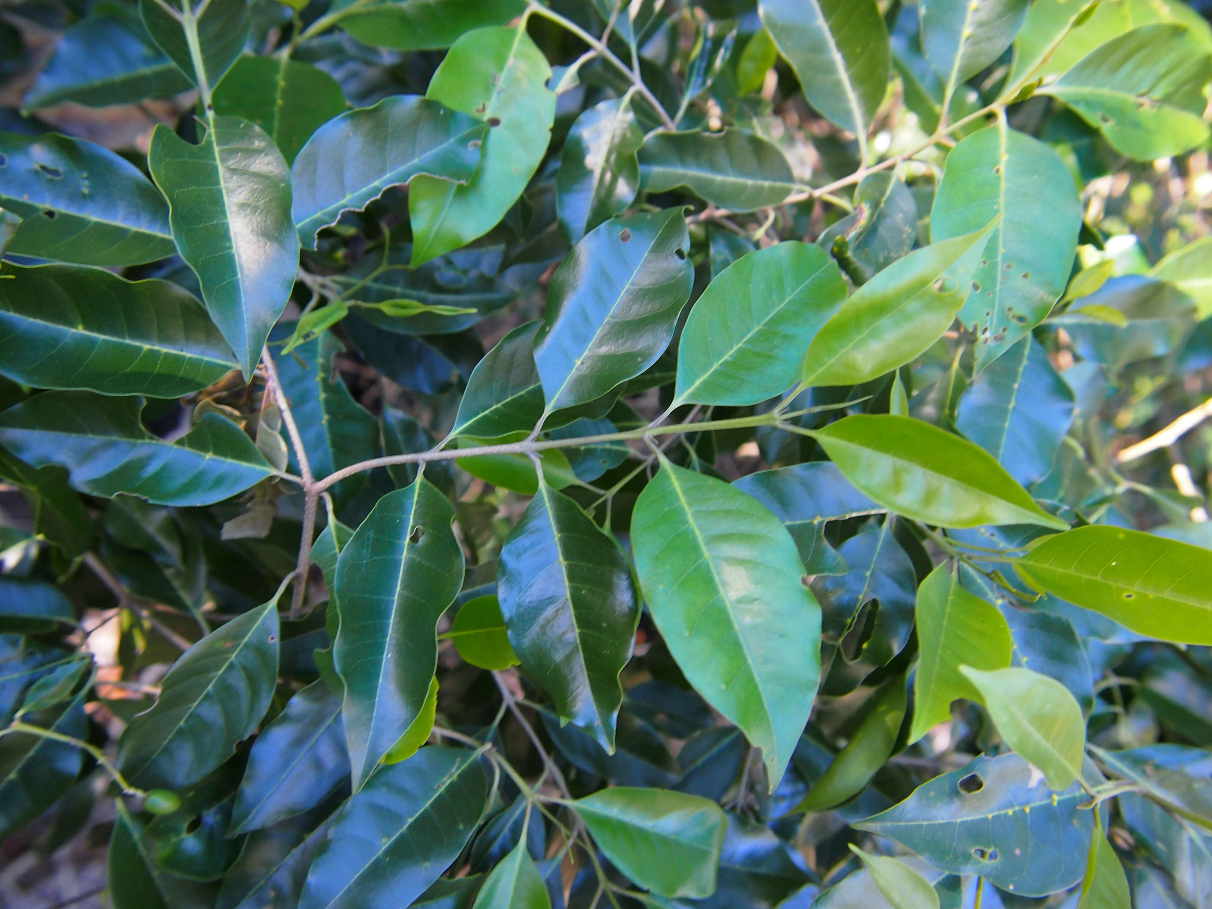 Image de Olea paniculata R. Br.