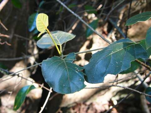 Image of Parsonsia velutina R. Br.