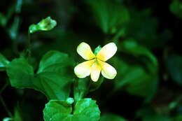 Image of downy yellow violet