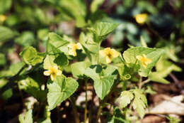 Image of downy yellow violet