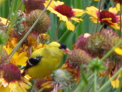 Image of American Goldfinch