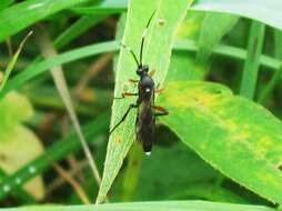 Image of Vulgichneumon saturatorius (Linnaeus 1758)