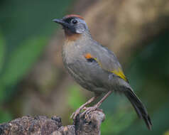 Image of Silver-eared Laughingthrush