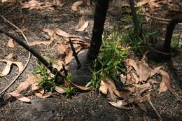 Image of Lambertia formosa Sm.