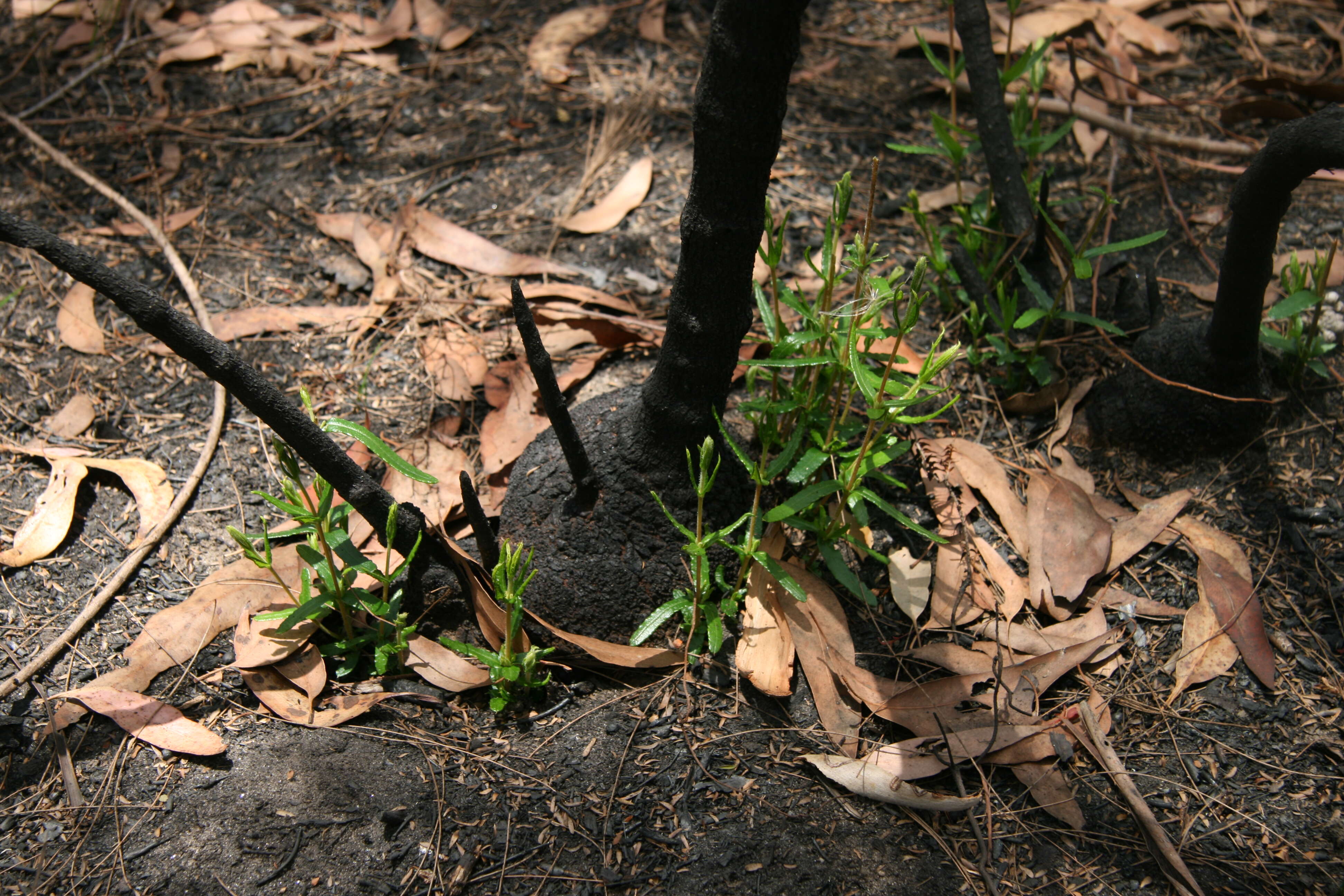 Image of Lambertia formosa Sm.