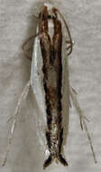 Image de Erechthias chionodira Meyrick 1880