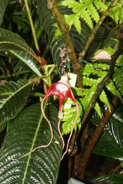 Image of Aristolochia tricaudata Lem.