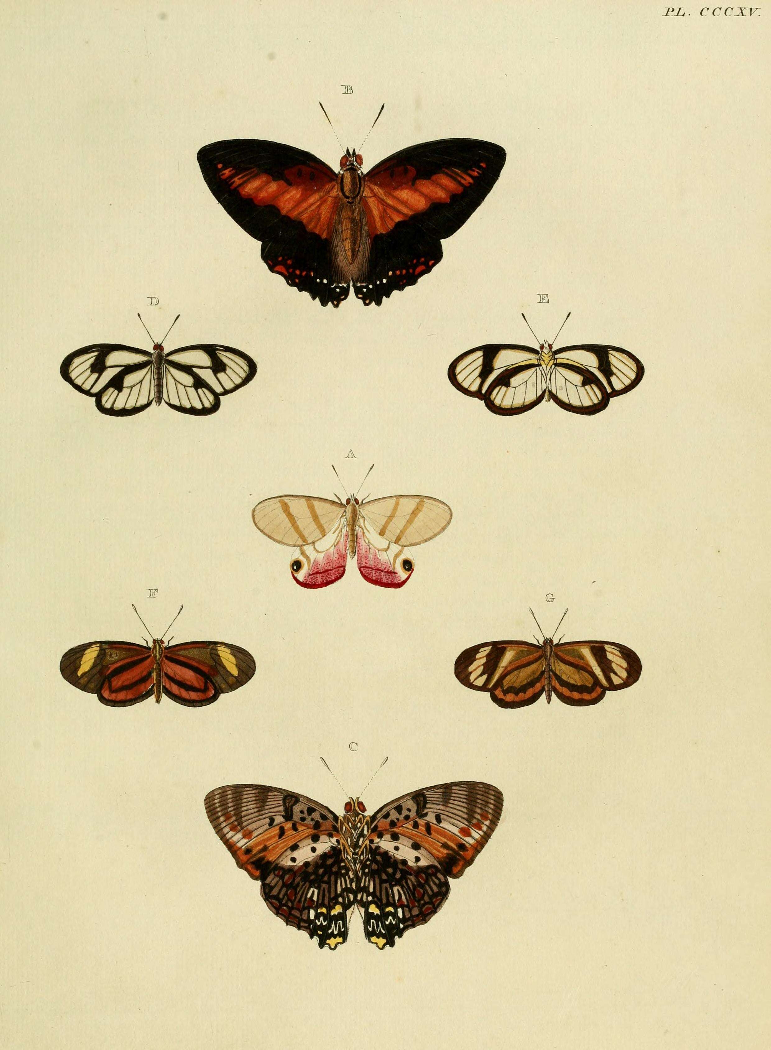 Image of Ceratinia neso Hübner 1806