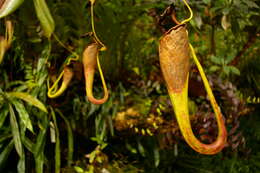 صورة Nepenthes eymae Sh. Kurata