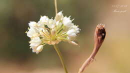 Image of Allium flavum subsp. flavum