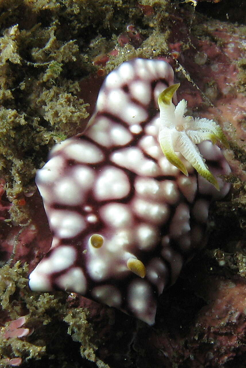 Image of Geometric brown headflapper slug