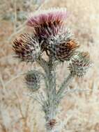 Image of Illyrian cottonthistle