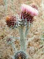 Image of Illyrian cottonthistle