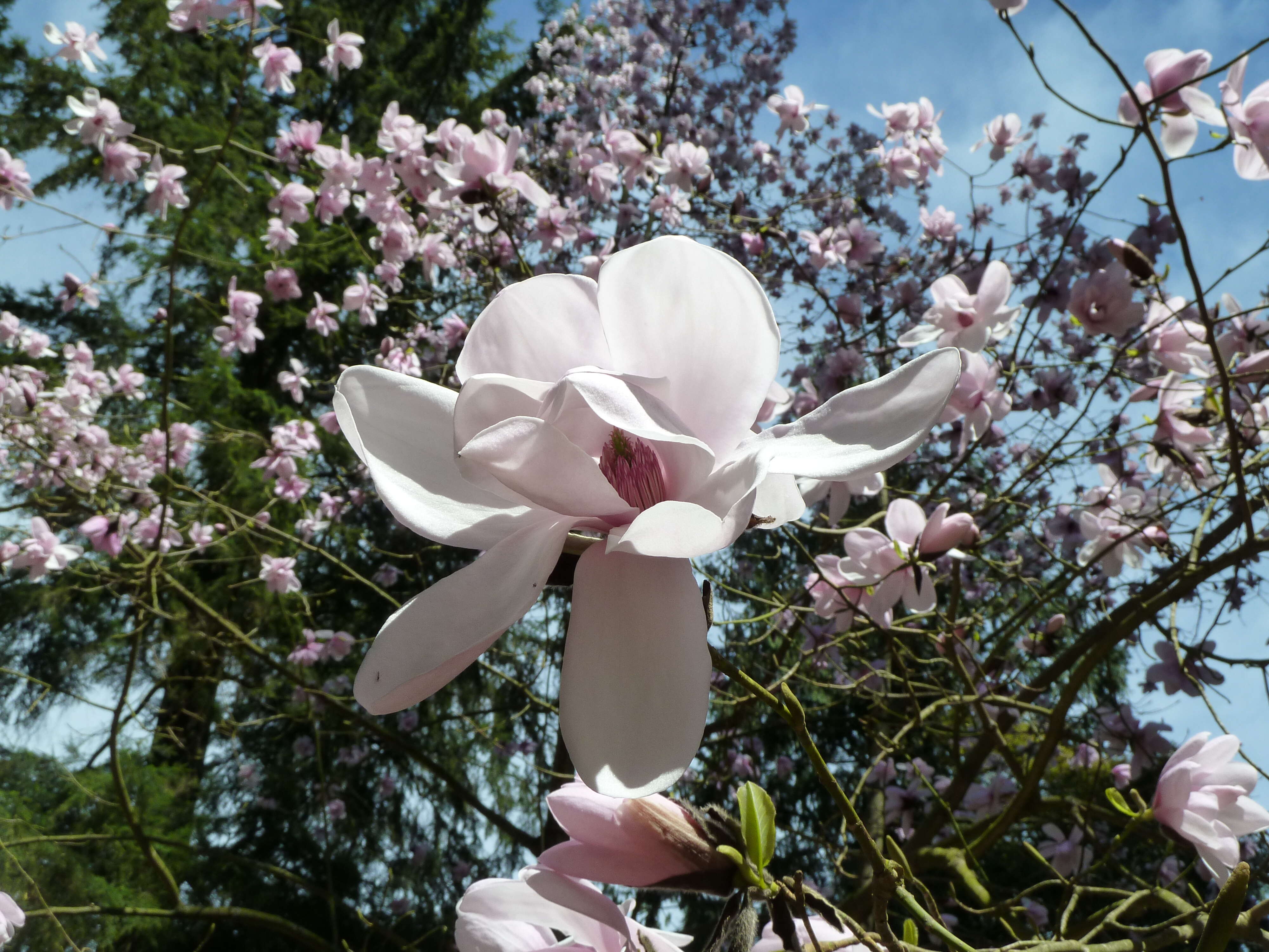 Image of Dawson's magnolia