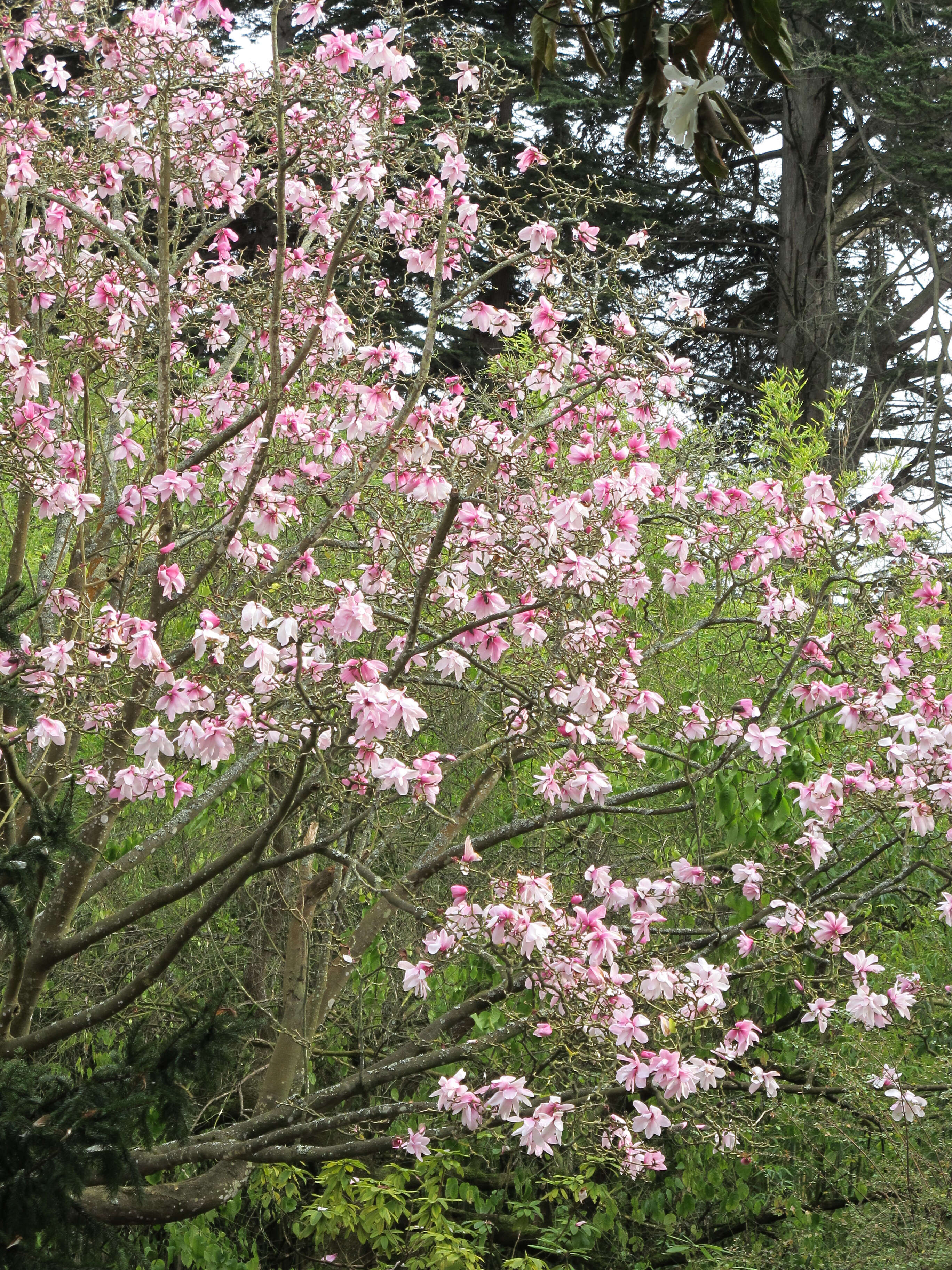 Image of Dawson's magnolia