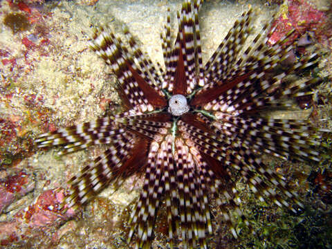 Image of banded sea urchin