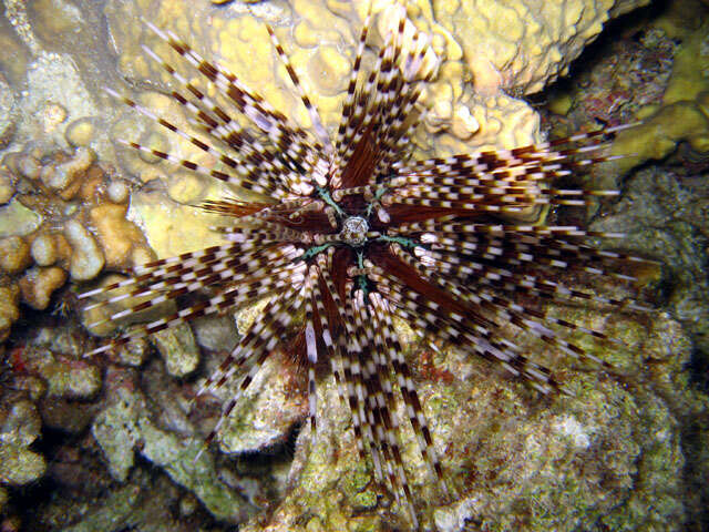 Image of banded sea urchin