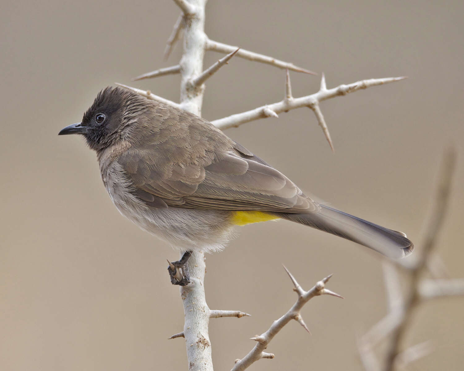 Imagem de Pycnonotus tricolor (Hartlaub 1862)