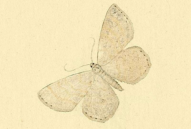 Image of Scopula nemoraria Hübner 1798