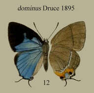 Imagem de Tajuria dominus H. H. Druce 1895