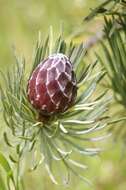 Image of Protea aristata Phillips