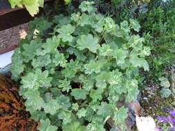 Image of Alchemilla erythropoda Juz.