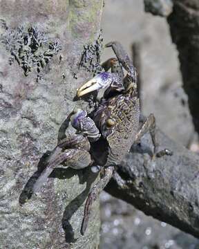 Image of Episesarma versicolor (Tweedie 1940)