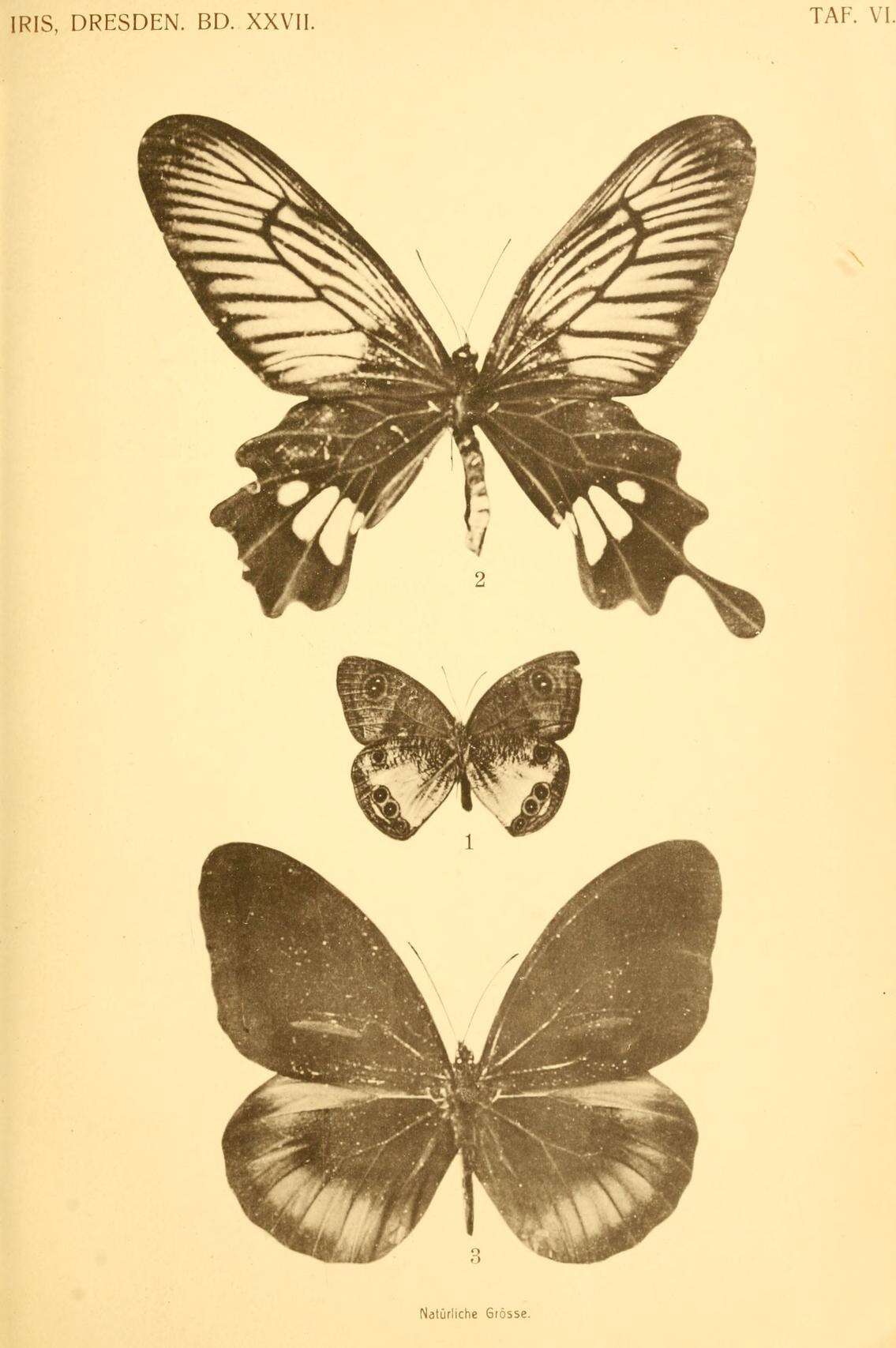 Image of Losaria palu (Martin 1912)