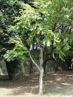 Image of katsura tree family