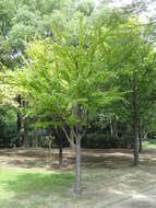 Image of katsura tree family