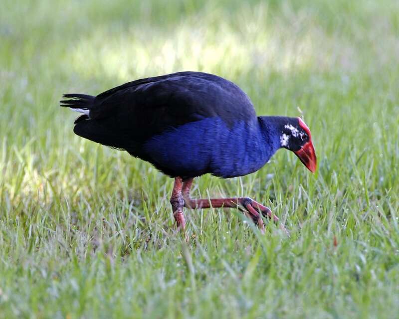 Image of Australasian Swamphen