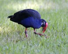 Image of Australasian Swamphen